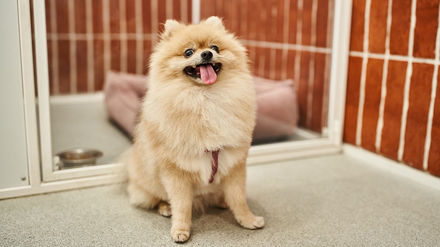 博美犬松鼠狗分別是什麼-松鼠狗常見健康問題-飼養貼士